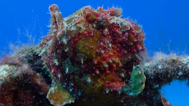 Huge and colorful Frogfish yawning.