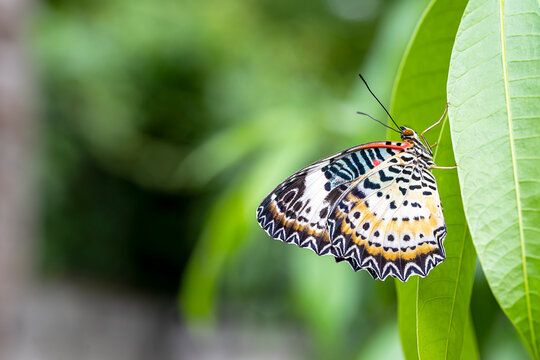 Leopard Lacewing Butterfly male on kaffir lime leaves, Cethosia cyane euanthes.