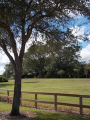 Obraz premium Trees in a park