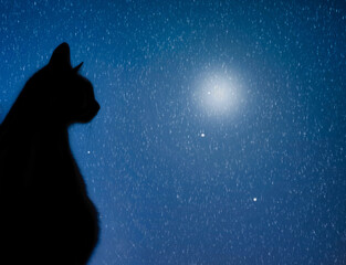 cat with falling stars and moon at night
