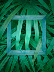 Tropical green leaf pattern with wooden picture frame of nature dark background. Use for designs template.