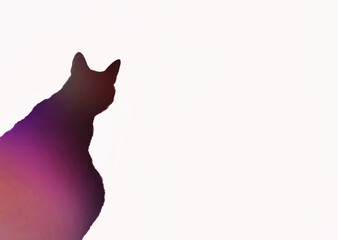 cat on white background