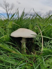mushroom in the grass