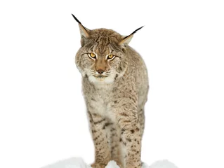 Foto op Plexiglas  portrait lynx isolated on white background © fotomaster