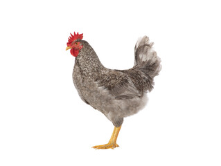 gray rooster isolated on white background