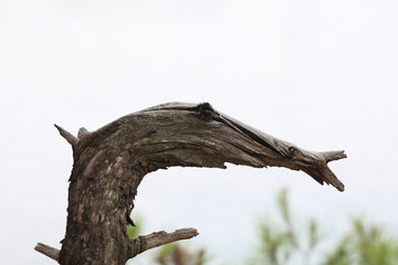 Dry tree in the form of a bird