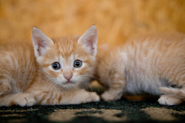 small orange cats playing with each other