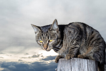 Distrustful cat on fence, he looks viciously at camera. Cat against gloomy sky.