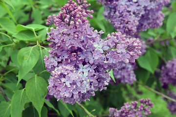 Lilac flowers in the garden	