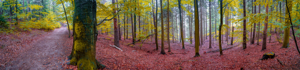 Panoramic view over magical enchanted fairytale forest with moss, lichen and fern at the hiking trail Malerweg in the national park Saxon Switzerland at Autumn colors, Saxony, Germany.