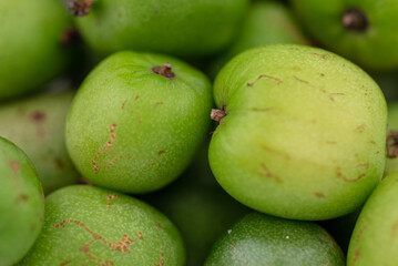 small mini kiwi fruit - Actinidia arguta