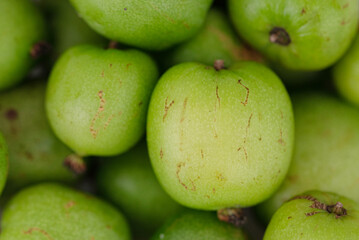 small mini kiwi fruit - Actinidia arguta