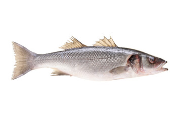 Sea bass raw fish