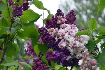 Lilac flowers in the garden	