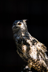 eule, wild, raubtier, portrait, feather, natur, schnabel, wild lebende tiere, tier, bird, greifvogel, auge, braun, weiß, hunter, owl, hunter, jäger, isoliert, schatten, licht, sonne, sibirischer, uhu,