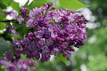 Fototapeta na wymiar Lilac flowers in the garden 