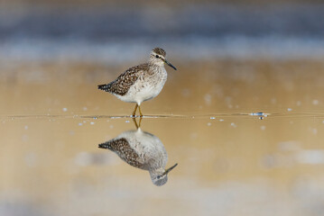 Wood sandpiper (Tringa glareola) with reflection on the water feeding in the wetlands.	
