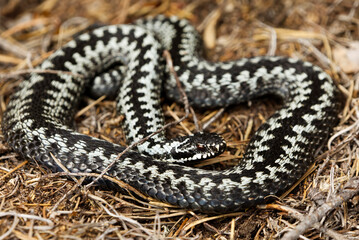 Common European adder or common european viper (Vipera berus) male basking closeup.