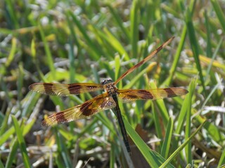Dragonfly on a grass blade