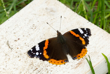 Red admiral or, previously, the red admirable (Vanessa atalanta) on a white plank.