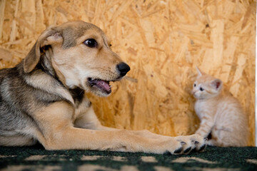 small orange cats playing with each other and a puppy dog
