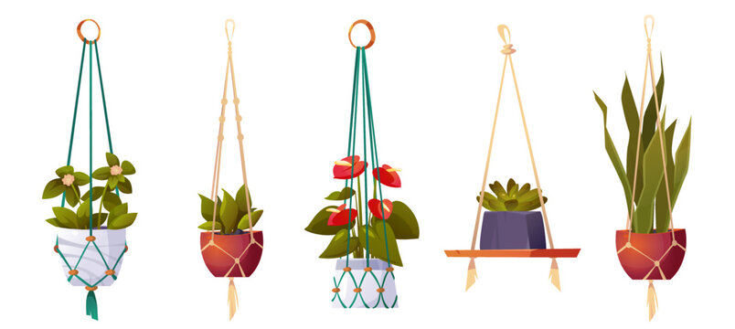 House plants in hanging pots, isolated set of flowers in macrame hangers. Green planters in handmade holders made of rope for home interior decoration on white background, Cartoon vector illustration