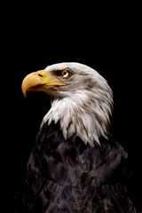 Porträt von einem Weißkopfseeadler isolierter Hintergrund schwarzer Hintergrund