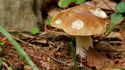 Noble Boletus - an edible mushroom with great taste.