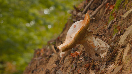 Noble Boletus - an edible mushroom with great taste.