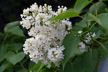 Lilac flowers in the garden	