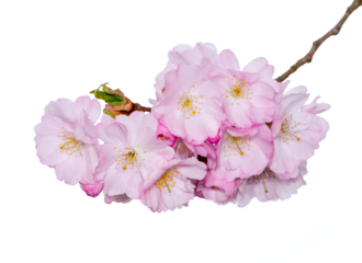 Closeup of pink cherry blossoms