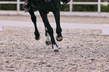 Feet sports horse running at sand riding arena, outdoors. Equestrian sport. Dressage of horses in...
