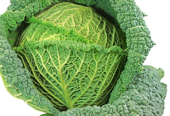 Closeup of an isolated fresh savoy cabbage head