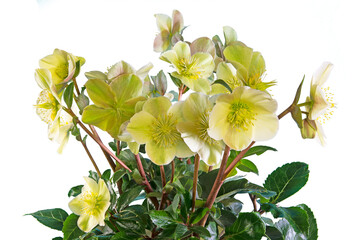 Obraz premium Closeup of an isolated yellow christmas rose flower with many blossoms