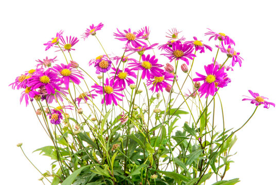 Isolated blue dasy flower (Brachyscome Multifida Magenta Delight)