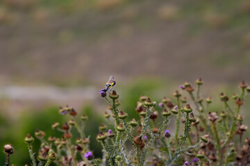 baby (Carduelis carduelis), sitting on a plant
