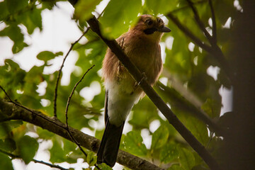 close up with Jay, among the branches of a tree