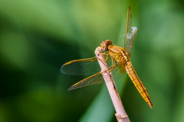 dragonfly sitting on a plant near a water