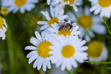 bee sitting on a flower while pollinating