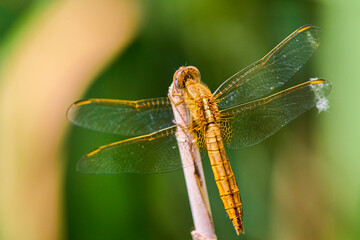 dragonfly sitting on a plant near a water