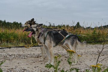 Happy team of dogs standing on road and resting. Sled dog competitions in autumn in cloudy weather....