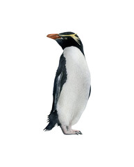Hand-drawn watercolor Snares penguin illustration isolated on white background. Antarctic animal bird	