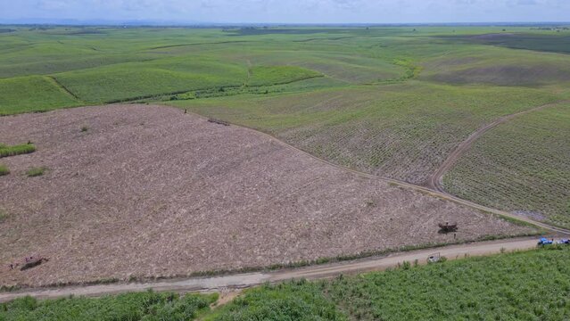 Aerial flyover agricultural sugar cane fields on Dominican Republic Island in summer 