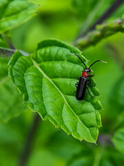 ARMY BEETLES: LEATHER-WINGED BEETLES, Cantharis rufa, Atheta coriaria, Podabrus sp, Chauliognathus sp.