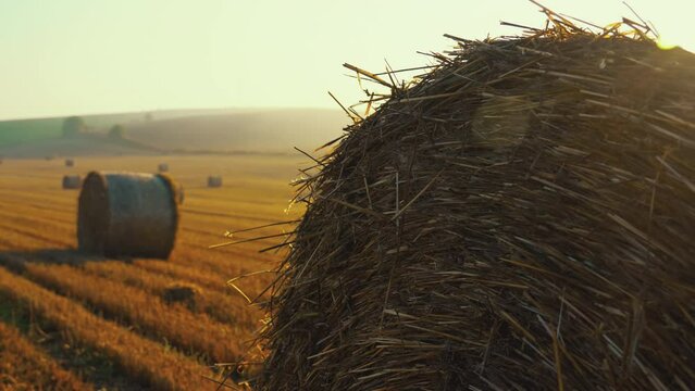 Golden fields with hay bales in the morning. Clear blue sky with bright white sun glare and foggy horizon. Natural landscape. Horizontal shot. High quality 4k footage