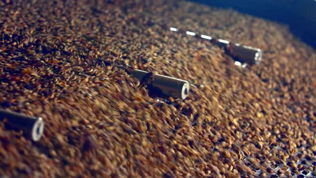 Fresh, unroasted coffee beans in the shaker gravity separator - isolated