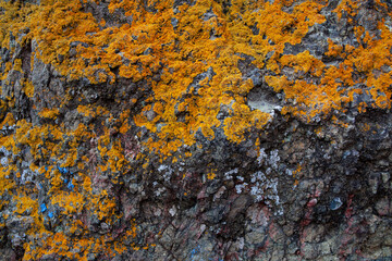 Natural stone background with rough textured surface and lichen. Spots of orange lichens on grunge background of mineral old gray stones, close-up