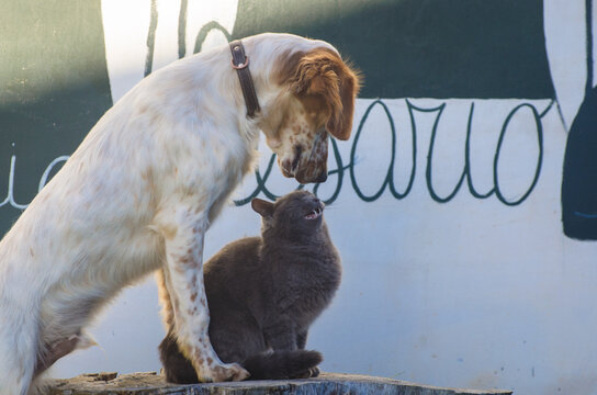 Un cane e un gatto, amici inseparabili, in piedi sul tronco tagliato di un albero, si guardano 