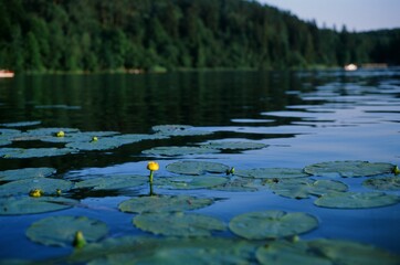 water lily in the lake