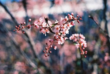cherry blossom in the spring